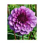 Gardenya Tohumculuk 1 Adet Mor Yıldız (Dahlia) Çiçek Soğanı
