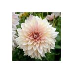Gardenya Tohumculuk 1 Adet Soft Renk Kaktüs Yıldız (Dahlia) Çiçek Soğanı