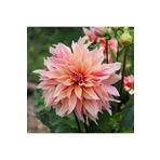 GARDENYA TOHUMCULUK 1 Adet Soft Yıldız Çiçek Soğanı