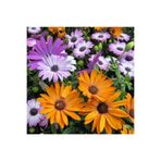 GARDENYA TOHUMCULUK 15-20 Adet Bodrum Papatyası Çiçeği Tohumu