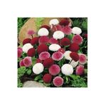 GARDENYA TOHUMCULUK 15-20 Adet Çilek Papatyası Çiçek Tohumu