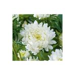 GARDENYA TOHUMCULUK 15 Adet Beyaz Uzun Boylu Şakayık Aster Çiçek Tohum