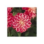 Gardenya Tohumculuk 2 Adet Degrade Dinnerplate Dahlia Yıldız Çiçek Soğanı