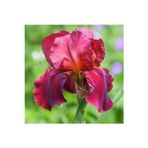 GARDENYA TOHUMCULUK 2 Adet Fuşya Renk Iris (süsen) Germanica Çiçek Soğanı