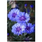 GARDENYA TOHUMCULUK 2 Adet Kaktüs Dahlia Yıldız Çiçek Soğanı