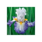 Gardenya Tohumculuk 2 Adet Mavi Kanat Iris Germenica Çiçek Soğanı