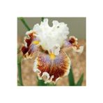 Gardenya Tohumculuk 2 Adet Sütlü Kahve Iris Germenica Çiçek Soğanı