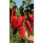GARDENYA TOHUMCULUK 5 Adet Standart Kırmızı Kapya Biber Fidesi