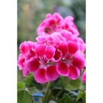 Gardenya Tohumculuk Açık Pembe Ceylangözü Sardunya Çiçeği 10-20 cm