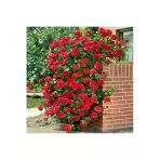 Gardenya Tohumculuk Look 10 Adet Kokulu Yediveren Kırmızı Sarmaşık Gül Tohumu Th-533620257452025