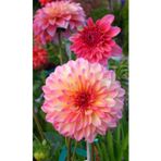 Gardenya Tohumculuk Pembe Yıldız Çiçek Soğanı 1 Adet
