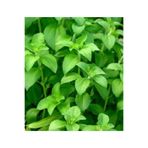 GARDENYA TOHUMCULUK Stevia (şeker Otu) Çiçeği Tohumu