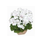 Gardina Ceylan Gözü Sardunya Çiçeği Fidesi ( Canan Sardunya P. Grandiflorum ) Snow 1 Adet