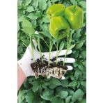 Gardina Dolma Biber Fidesi 5 Adet