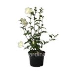 Gardina Hatmi Çiçeği Fidanı Beyaz ( Hibiscus Syriacus White Chiffon )