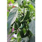 Gardina JALAPENO Biber Fidesi 5 Adet