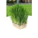 Gardina Kedi Çimi Kedi Otu Seti Mix Karışım 100 Gr. (tüy Yumağı Önleyici) Cat Grass Seed