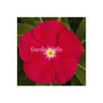 Gardina Rozet Çiçeği Fidesi Vinca Bright Red 10 Adet