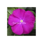 Gardina Rozet Çiçeği Fidesi Vinca Deep Orchid 10 Adet