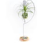 Gardneri Swing Stand - Hava Bitkisi Airplant Tillandsia Aranjman