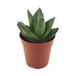 Gasteria Aloe 'tiga' - Sukulent Katüs Çiçeği