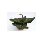 Gasteria Pillansii Sukulent Bitki, SRD1322025BYB269