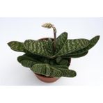 Gasteria Pillansii Sukulent Bitki