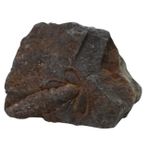 Gatuida 1 Bilgisayar Trilobit Fosili Öğretim Aracı Kabuk Örnekleri Taşlar Paleontolojik Örnekler Beyin Oyuncak Masa Süsleme Ammonit Örnekleri Deniz Hayvanları Okyanus Dekoru Krinoid Numune