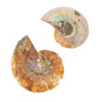 Gatuida 2 ammonit fosil işareti paleontoloji sahne ammonit örnekleri antik örnek yanardöner ammonit deniz dekoru paleontolojik fosiller Ammonitler modeli dekorasyon