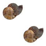 Gatuida 2 Takım Fosil Deniz Kabuğu Öğrenmeye Yönelik Modeller Dekorasyona Yönelik Modeller Eğlenceli Ammonit Modelleri Eğlenceli Modeller Doğal Deniz Kabuğu Fosili Dark Brown 2 * 2