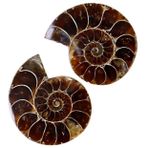 Gatuida 8 ammonit fosil işareti paleontolojik fosiller fosilleri öğretmek bilimsel dekorasyonlar Ammonitler krinoid numune mineral örnekleri ammonit süsleme Masaüstü Süslemesi