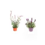 Gaura Çiçeği(20-40)+Kokulu Mor Lavanta Fidanı(15-30Cm) Dış Mekan Bitkisi, BTS001NA0905
