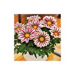 Gazania Cicek Tohumu 5 Adet