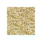 Gaziantep Pazarı 1 kg Dolmalık Yer Fıstığı