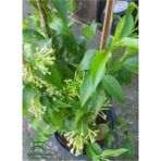Gece Kokan Melisa Çiçeği 1 Adet Saksılı 30-50 cm (Cestrum Nocturnum)