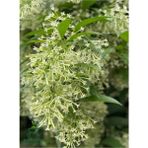 Gece Kokan Melisa Parfüm Çiçeği 1 Adet Saksıda (Cestrum Nocturnum)