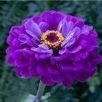 Gece Mavisi Zinnia Kirli Hanım Çiçeği Tohumu -40 Adet