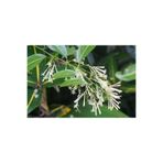 Gece Melisası (NİGHT BLOOMİNG JASMİNE, CESTRUM NOCTURNUM) - Gece Açan Ve Yoğun Kokulu Çiçekli Bitki