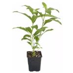 Gece Sefası Kolonya Limon Çiçeği Fidanı Melisa 10-30 Cm