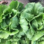 Geleneksel Ata Tohum Soğuğa Dayanıklı Salinas Marul Tohumu(800 Tohum)