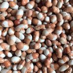 Geleneksel Ata Tohumları Keklik Sırık Fasulye Tohumu (10 Tohum)