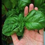 Geleneksel Ata Tohumları Large Leaf Marul Yapraklı Fesleğen Tohumu (250 Tohum)
