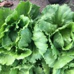 Geleneksel Ata Tohumları Soğuğa Dayanıklı Salinas Marul Tohumu(800 Tohum)