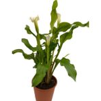 Gelin Çiçeği Gala Çiçeği Beyaz 15-25 Cm