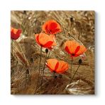 Gelincik Esintileri Tablosu 100 x 100