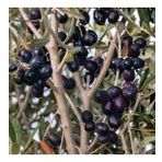 Gemlik Etli Salamuralık Trilye Zeytin Fidanı