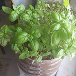 Geniş Yapraklı İtalyan Fesleğen Tohumu (1 kg)