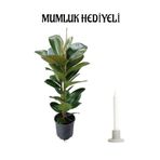 Geniş Yapraklı Kauçuk Bitkisi Sevgililer Gününe Özel Mumluk Hediyeli Salon Ofis Bitksi, BTS001NA1826