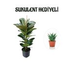 Geniş Yapraklı Kauçuk Bitkisi Sevgililer Gününe Özel Mumluk Hediyeli Salon Ofis Bitksi, SRD30012025BYB395