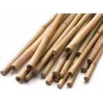 Genta Bambu Bitki Destek Çubuğu - 10 Adet - 60 cm
